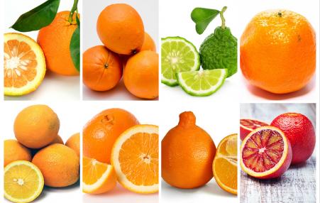 These are a very few of the many varieties of oranges.