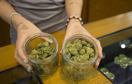 person's hands showing marijuana choices