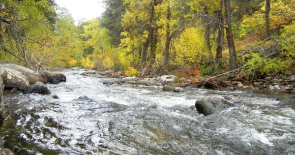 Ancient Forests Took 100,000 Years to Recover from Global Warming