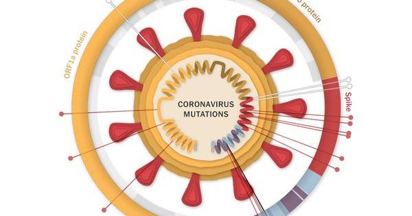Virus Variants Likely Evolved Inside People With Weak Immune Systems ...