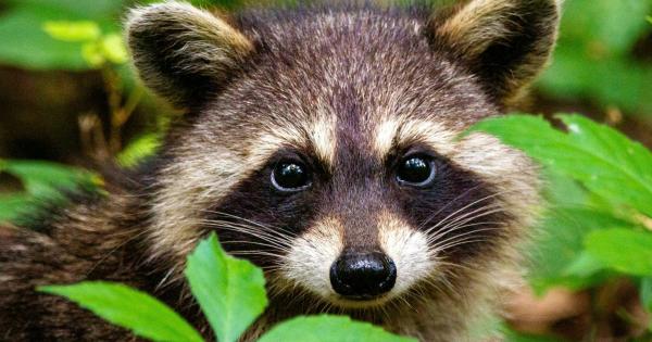 Sapient Racoon Clever Raccoon Brains Can Clarify Human Intelligence, Too | Portside
