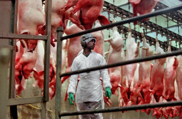 Man in a freezer with beef carcasses hanging from the ceiling