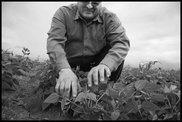 Fausto Limon looks at his bean plants, knowing they need more fertilizer, but lacking the money to buy it, in Veracruz, Mexico.