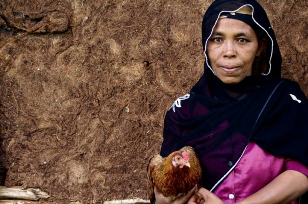 The ILRI has argued that chicken farming is a strong vehicle for small-scale entrepreneurship and female empowerment in Africa.