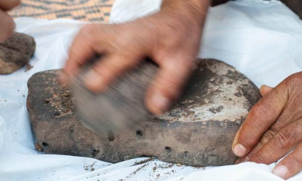 An archaeologist grinds some club-rush for experimental production of flour. 