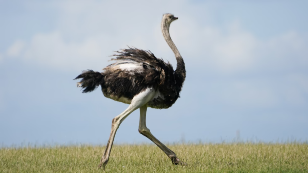 Ostrich is touted as a more sustainable red meat that tastes just like beef.