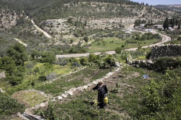 Sixty-year-old Mariam Bader waters her crop in the Palestinian village of Battir. 