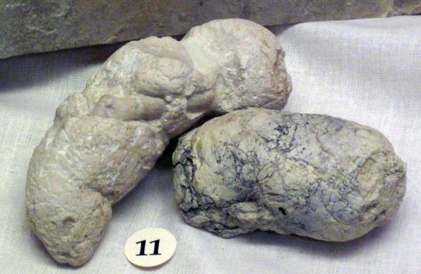 It is now possible to extract ancient DNA from fossilized feces