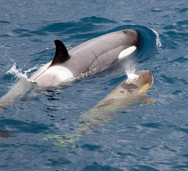 Orca mother with calf. 
