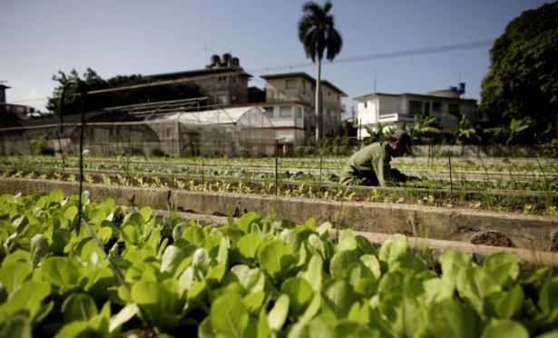 organic farming in Cuba