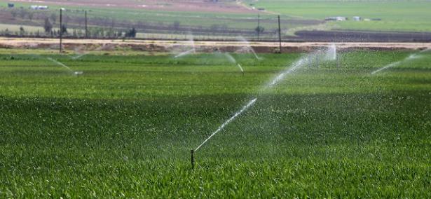 Lebanese farmers irrigate their malt fields.