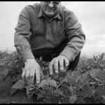 Fausto Limon looks at his bean plants, knowing they need more fertilizer, but lacking the money to buy it, in Veracruz, Mexico.