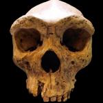 Replica of the Broken Hill skull, found in Zambia in 1921. 