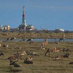 With oilfield facilities in the background, a caribou (reindeer) herd rests at Prudhoe Bay, Alaska.