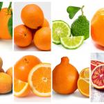 These are a very few of the many varieties of oranges.