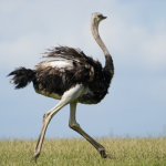 Ostrich is touted as a more sustainable red meat that tastes just like beef.