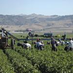 Farm workers harvest peppers near Gilroy, California. 