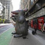 Huge inflatable rat on a Chicago sidewalk as a man walks by.