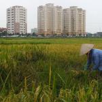 rice harvesting outside Hanoi, VN