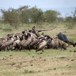 Vultures in a feeding frenzy. 