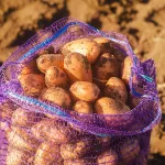 The potato is native to the Andes, where it’s been cultivated for at least 4,000 years.