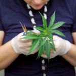 Woman examines cannabis leaves