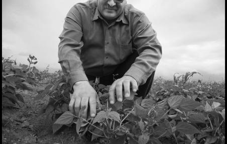 Fausto Limon looks at his bean plants, knowing they need more fertilizer, but lacking the money to buy it, in Veracruz, Mexico.