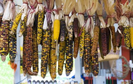 The intensification of corn impacted indigenous health, for better and for worse. Increased corn consumption often meant fewer micronutrients as corn replaced other foods in their diet.