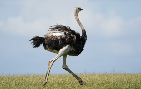 Ostrich is touted as a more sustainable red meat that tastes just like beef.