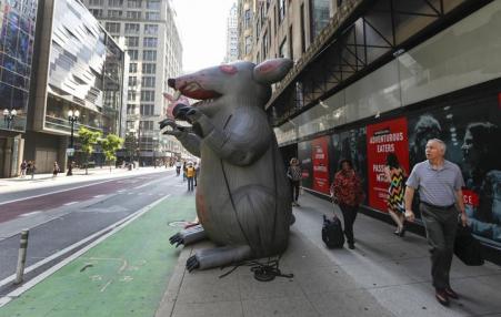 Huge inflatable rat on a Chicago sidewalk as a man walks by.