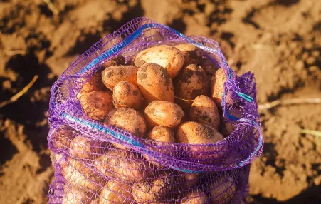 The potato is native to the Andes, where it’s been cultivated for at least 4,000 years.