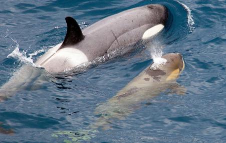Orca mother with calf. 