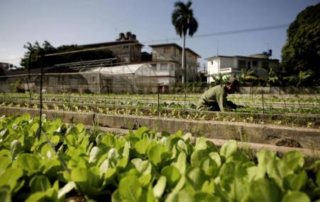 organic farming in Cuba